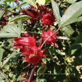 Factory Price Dry Roselle Powder Roselle Leaves